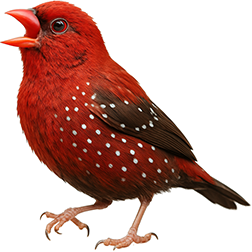 Strawberry Finch